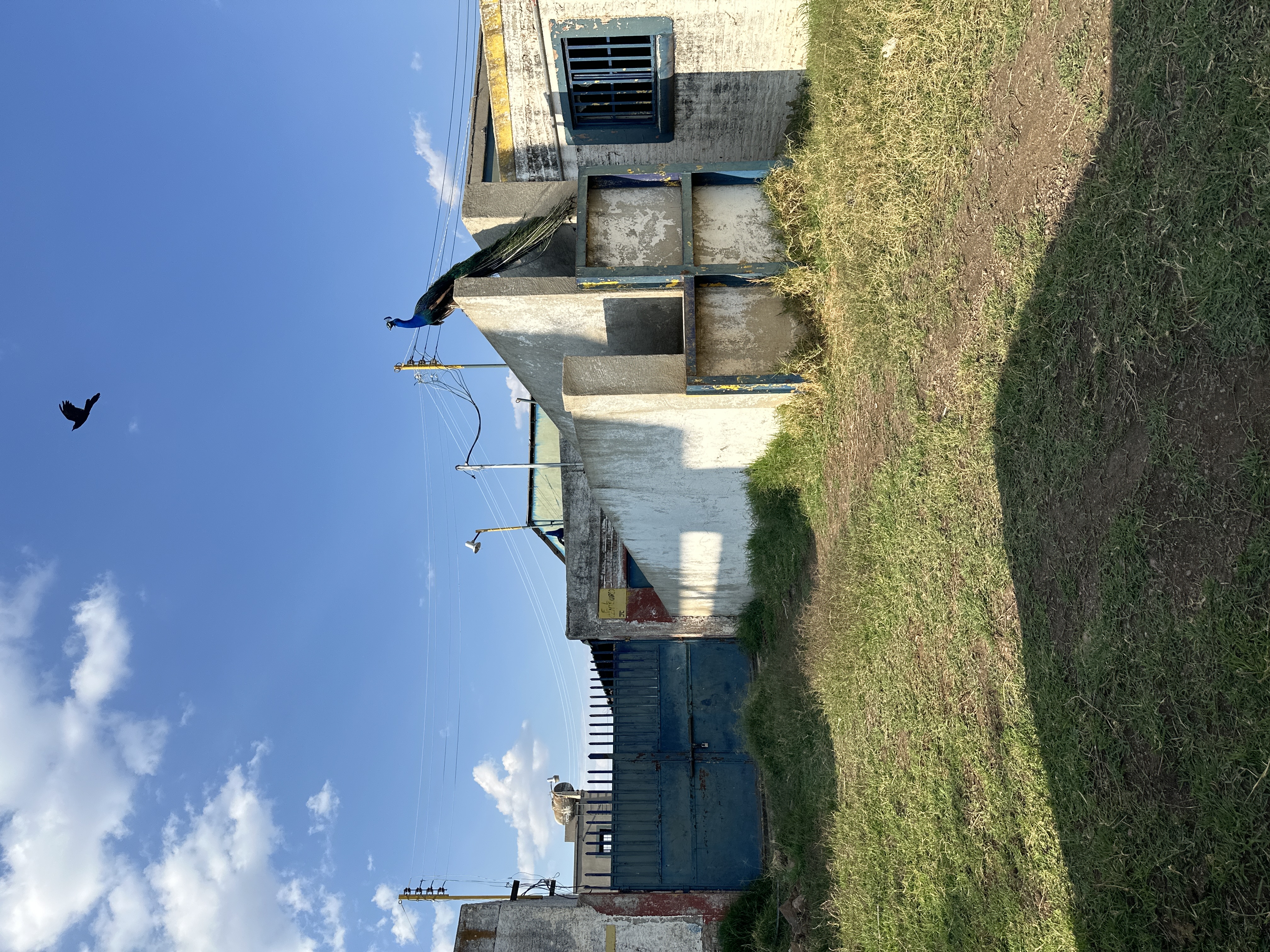 GRANJA PORCICOLA EN SAN IGNACIO CERRO GORDO - imagen 6