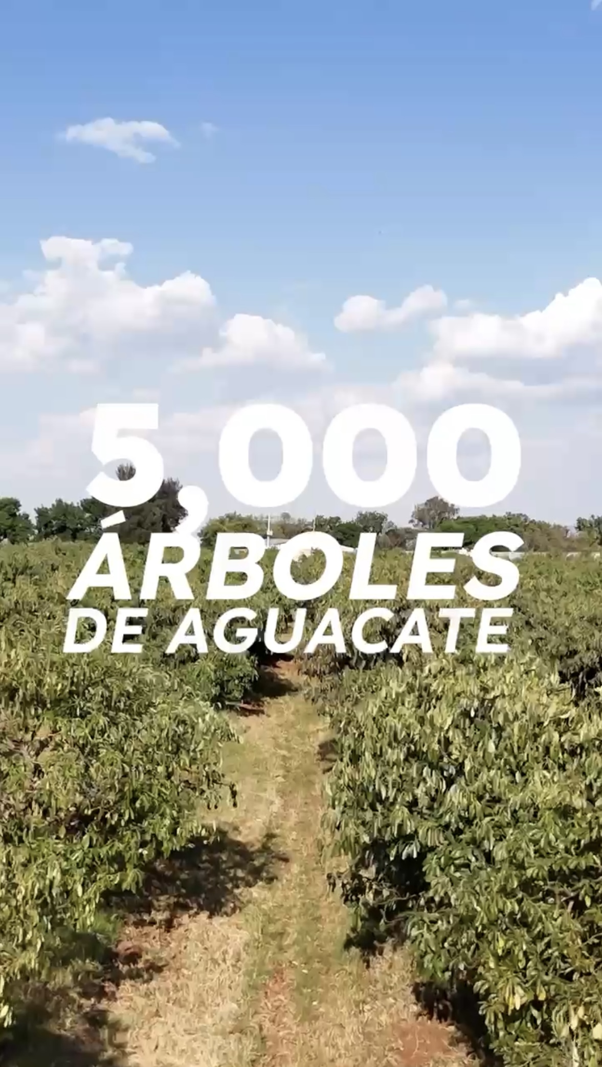 Rancho Casillas: Macrolote con Alto Potencial Industrial, Logístico y Agrícola - imagen 2